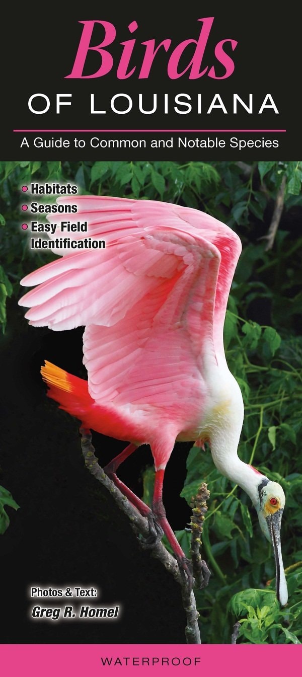 Birds of Louisiana: A Guide to Common & Notable Species