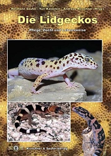 Die Lidgeckos: Pflege, Zucht und Lebensweise