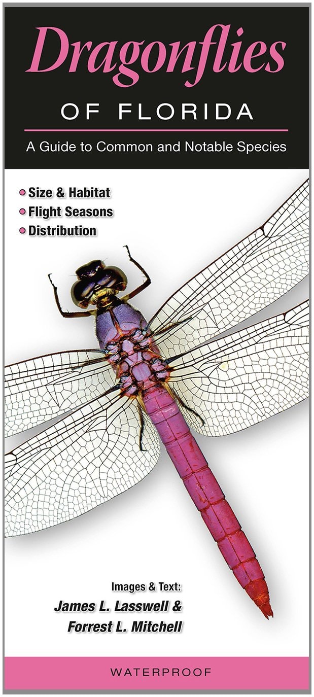 Dragonflies of Florida: A Guide to Common & Notable Species
