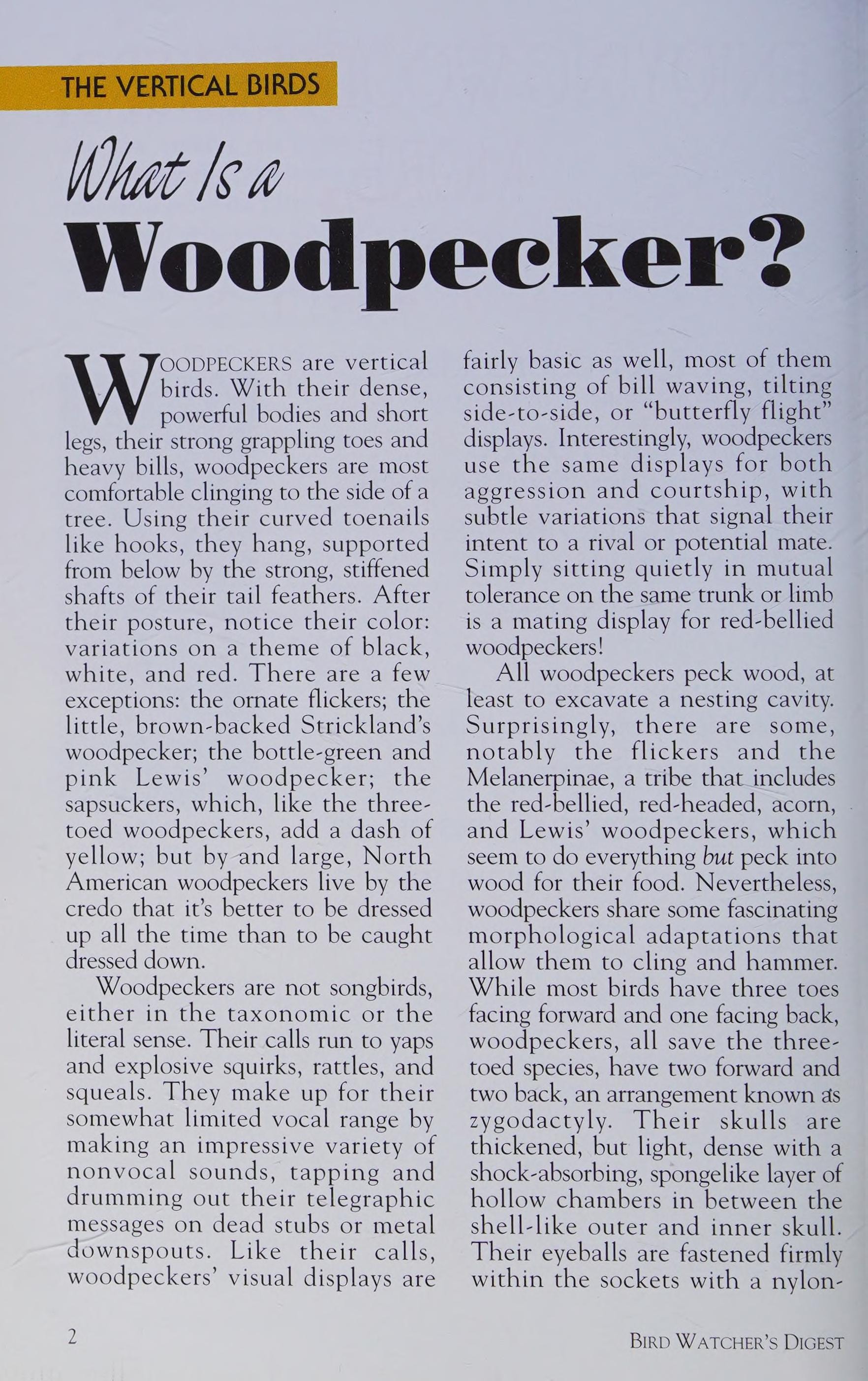 Enjoying Woodpeckers More